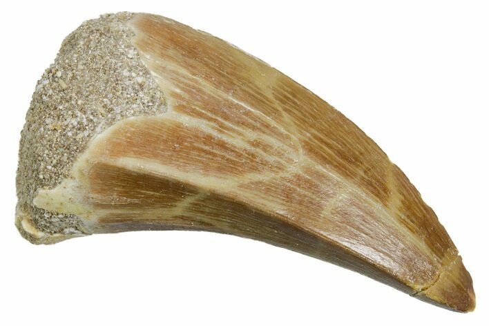 Fossil Mosasaur (Mosasaurus) Tooth - Morocco #353202